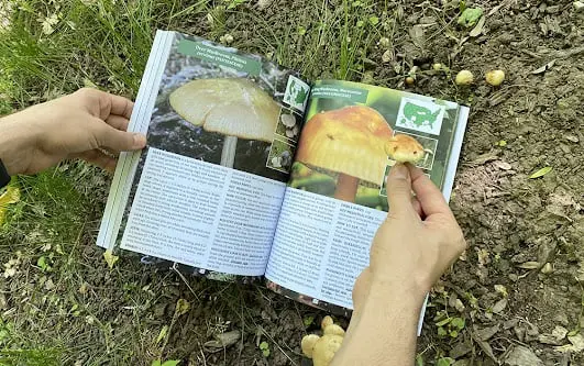 forager's guide to wild foods
